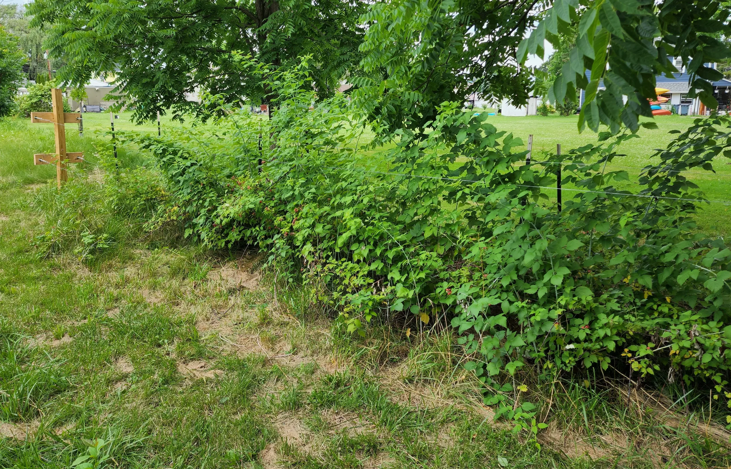 black raspberry bush at nature park