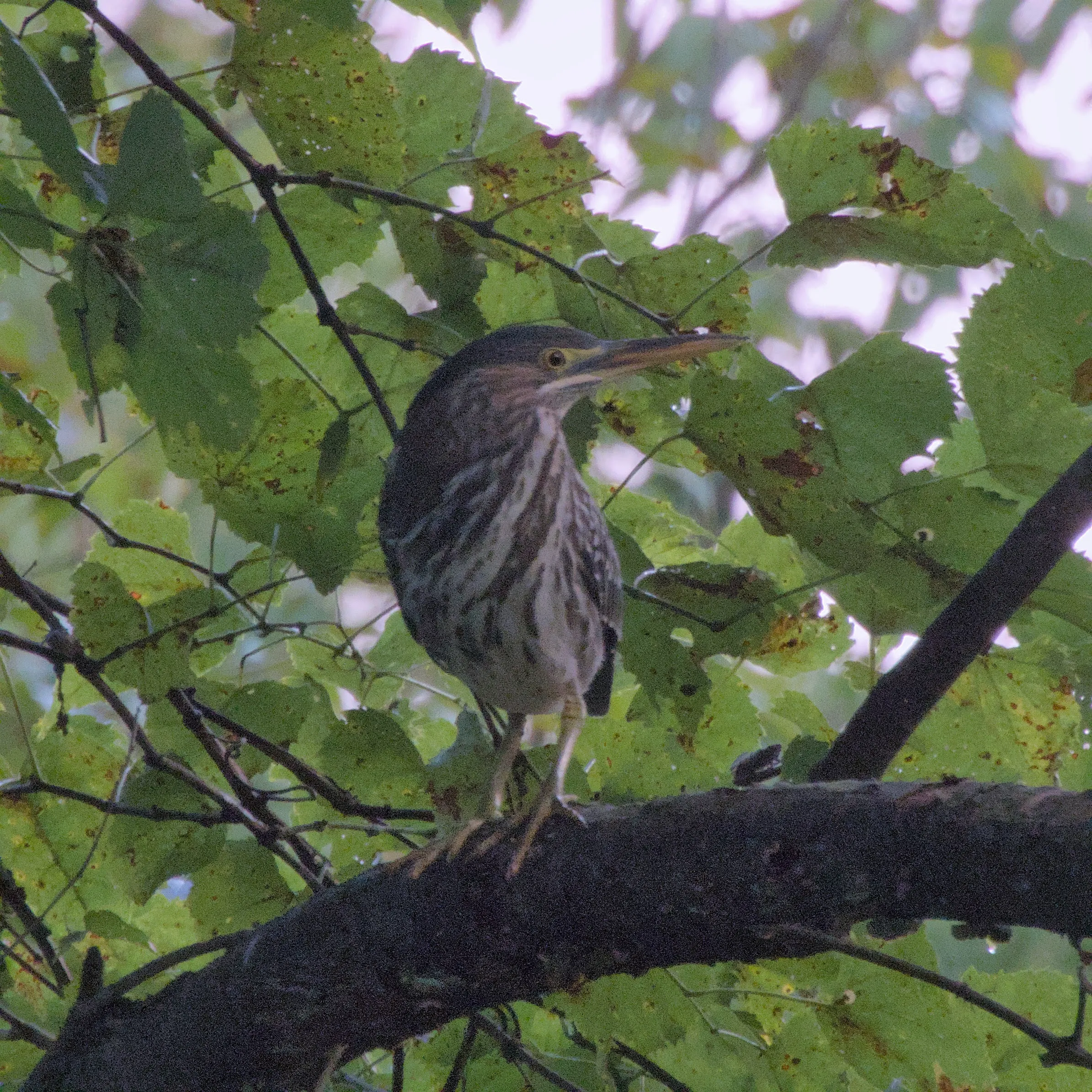 Green Heron 8-24-24_Justin Merry