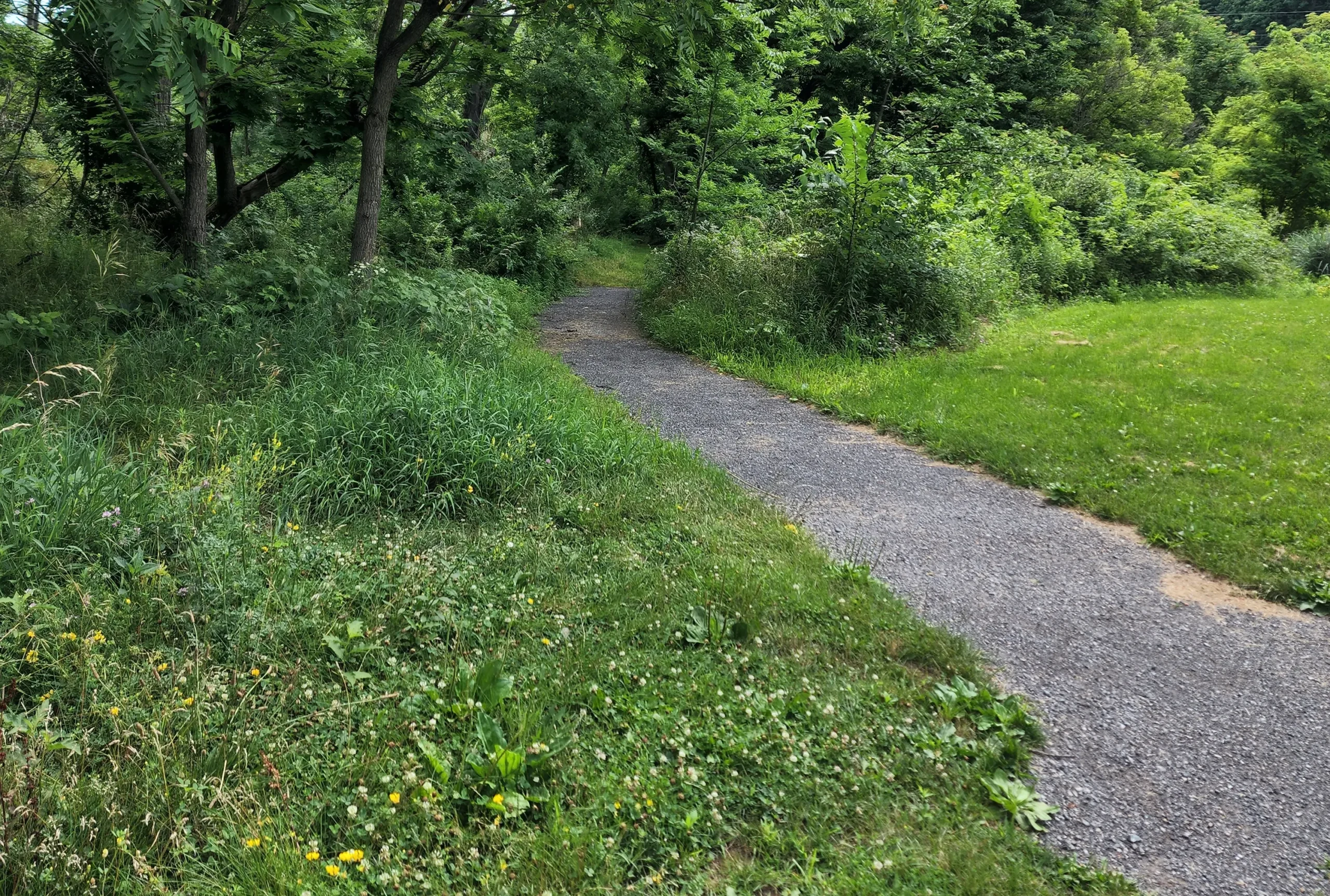 Trail to stream